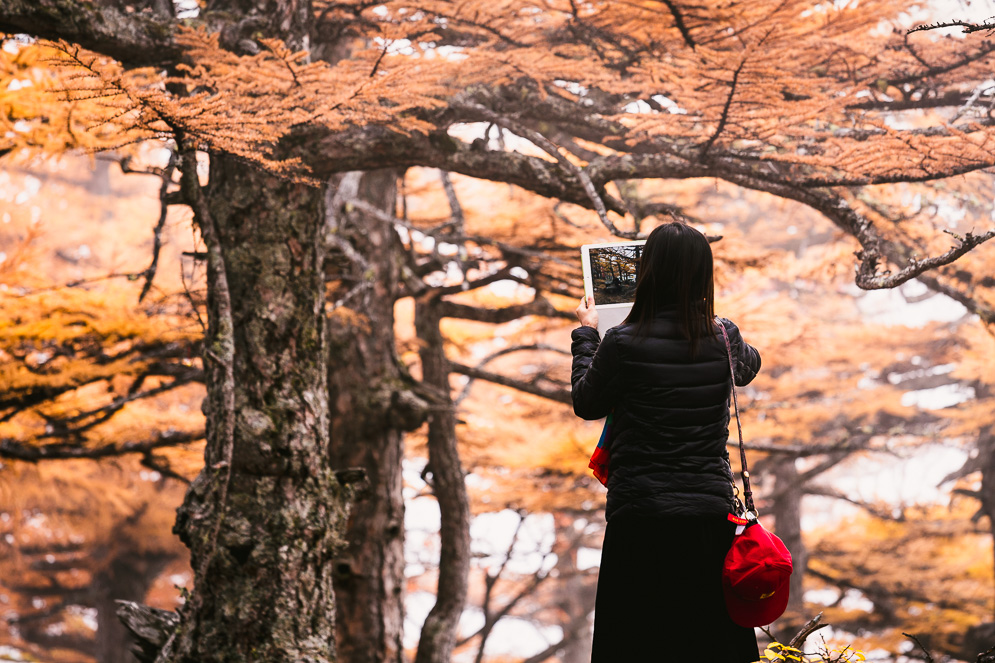 Momiji Japan im Herbst, Reisefotografie, fuji san