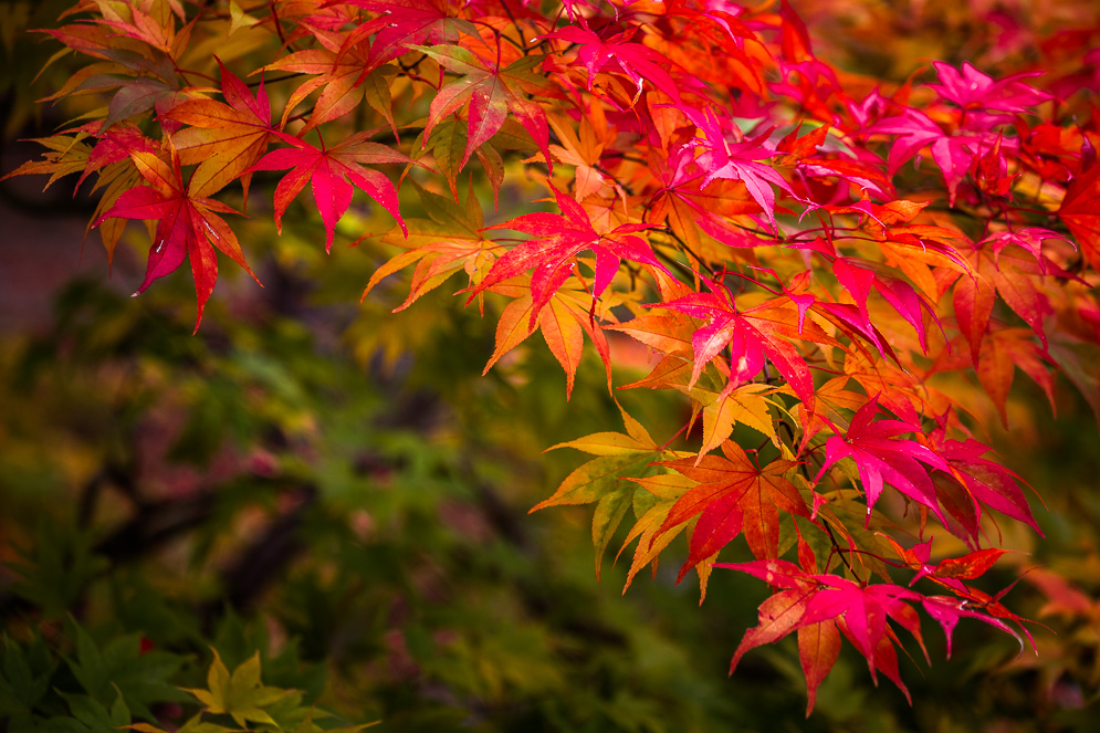 Momiji Japan im Herbst, Reisefotografie, takayama