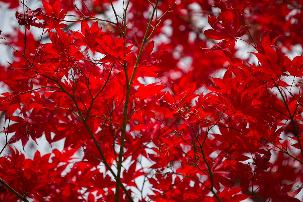 Momiji Japan im Herbst, Reisefotografie, takayama