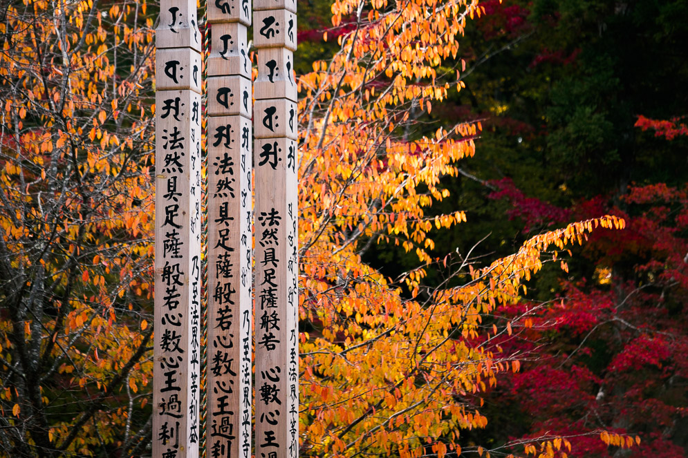 Momiji Japan im Herbst, Reisefotografie, koyasan