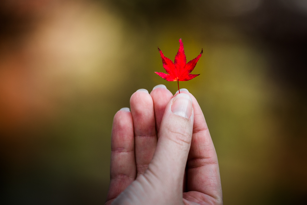 Momiji Japan im Herbst, Reisefotografie, koyasan